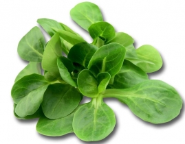 
Бейби листья Корна / Mache baby leaves
