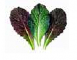 
Бейби листья Мицуна красная ночь / Mizuna Red Night baby leaves
