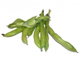 
Бобы (фасоль фава) / Fava
