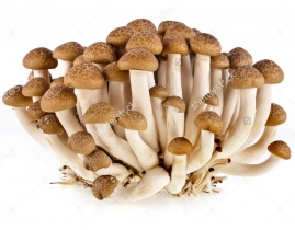 
Шимиджи коричневые / Mushrooms Shimiji Brown
