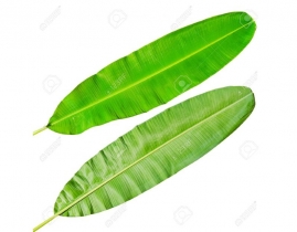 
Листья бананов длинные / Banana Leaves Long
