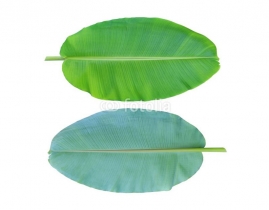 
Листья бананов круглые / Banana Leaves Round
