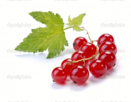 
Смородина красная / Red Currant
