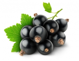 
Смородина черная / Black Currant
