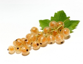 
Смородина белая / White Currant
