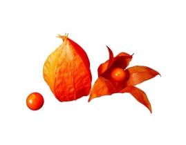 
Физалис / Physalis
