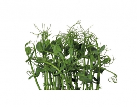 
Афила / Cress Affila
