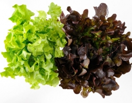 
Дуболист зеленый/красный / Lettuce Oakleaf Green/Red
