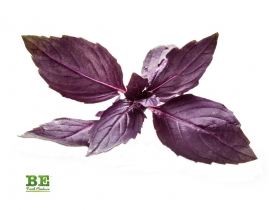 
Базилик красный / Red basil
