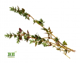 
Тимьян / Thyme
