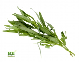 
Эстрагон / Tarragon
